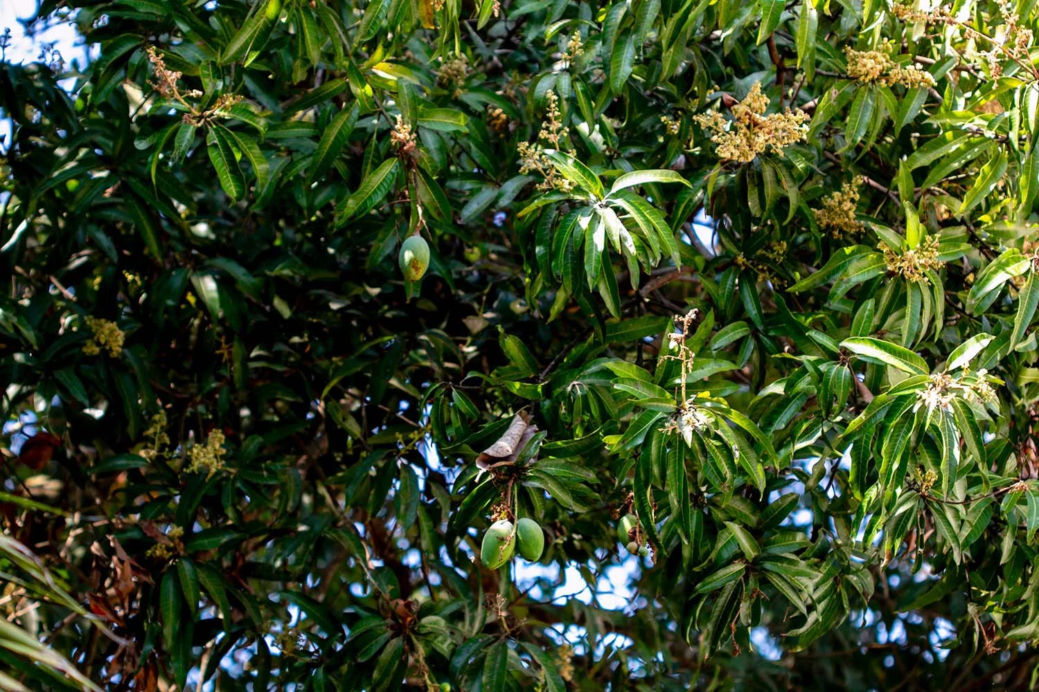 Amchoor du Kerala – bio - Image 2