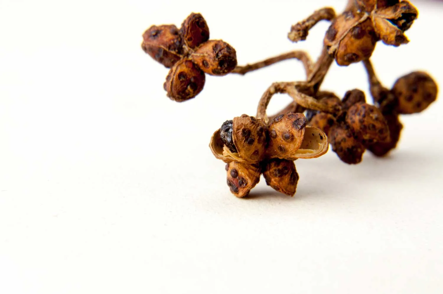 Miniature 1