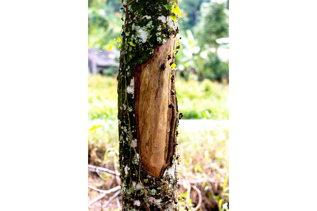 Cannelle cassia de Sulawesi – bio et sauvage - Image 5