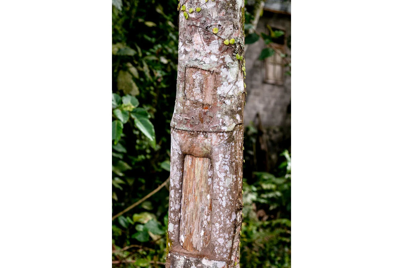 Cannelle cassia de Sulawesi – bio et sauvage - Image 6