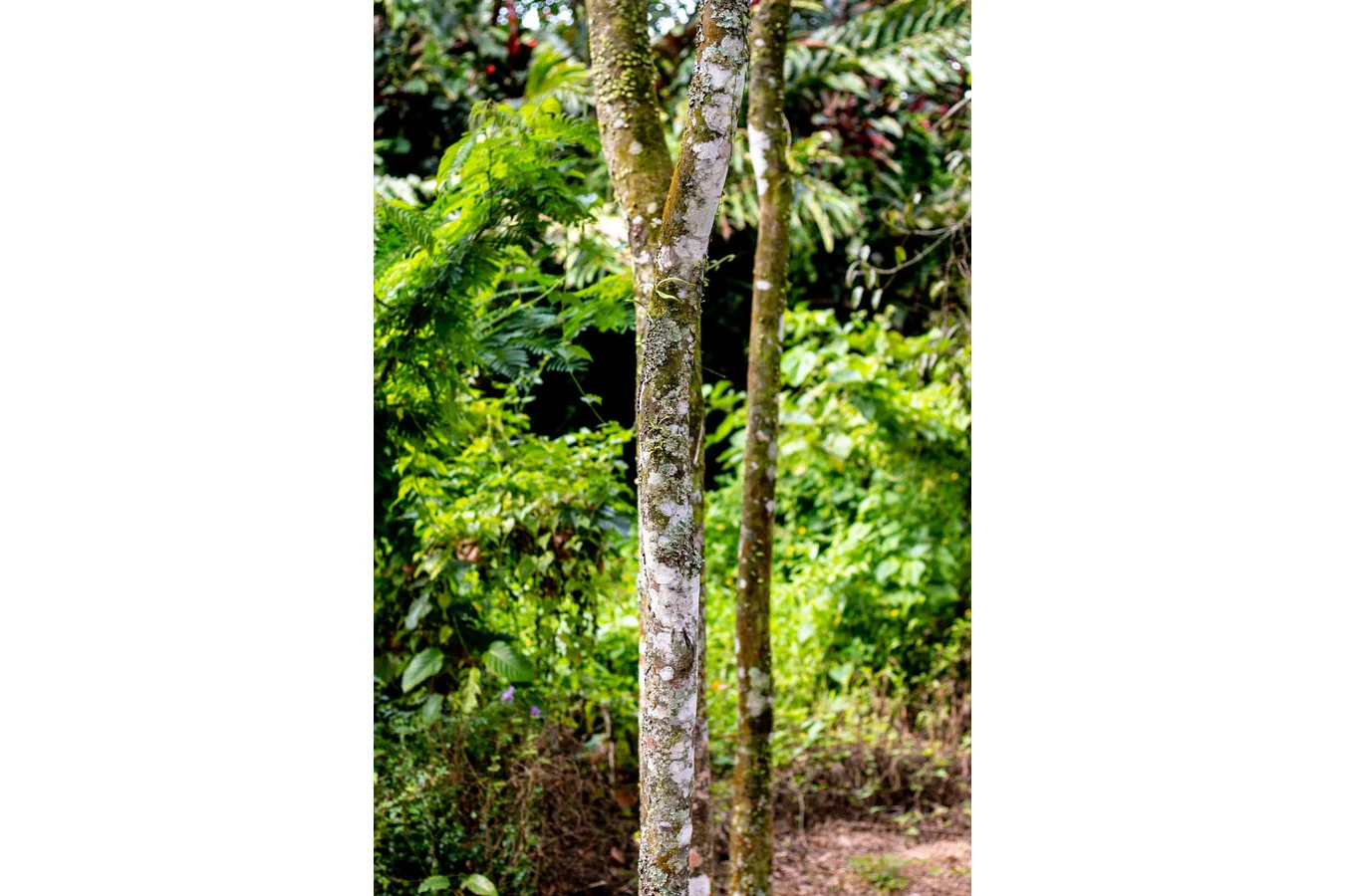 Cannelle cassia de Sulawesi – bio et sauvage - Image 7