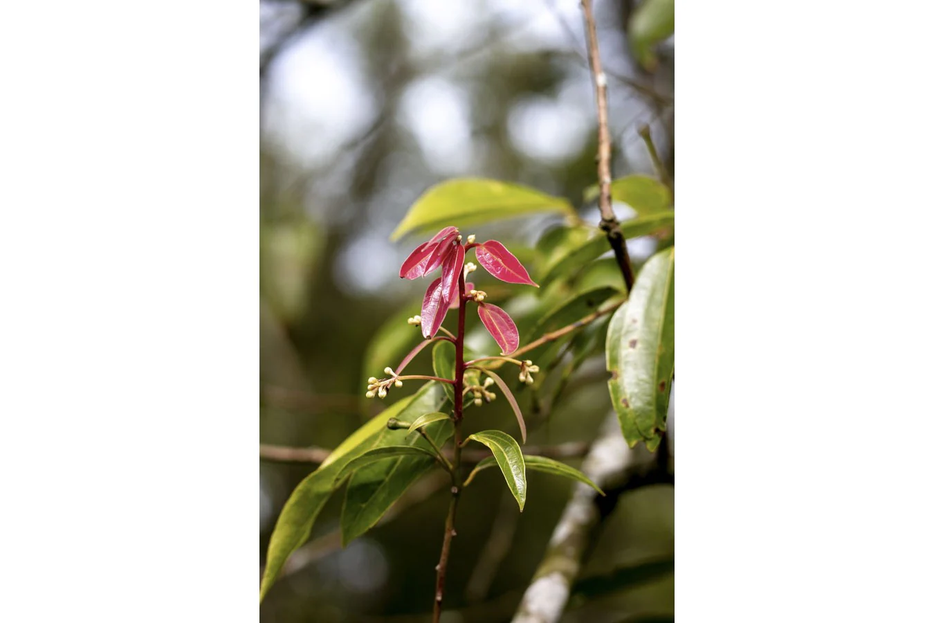 Cannelle cassia de Sulawesi – bio et sauvage - Image 8