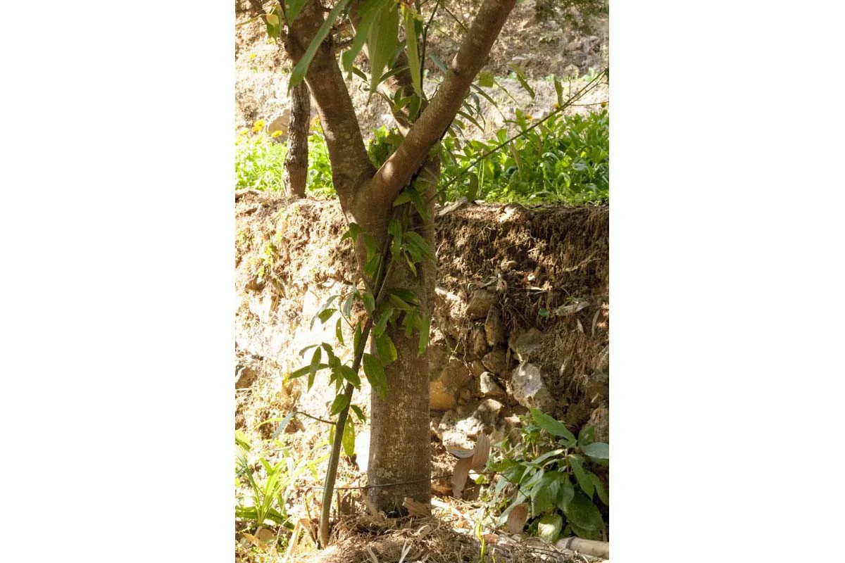 Cannelle cassia du Kerala – bio et sauvage - Image 4