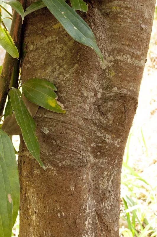 Cannelle cassia du Kerala – bio et sauvage - Image 5