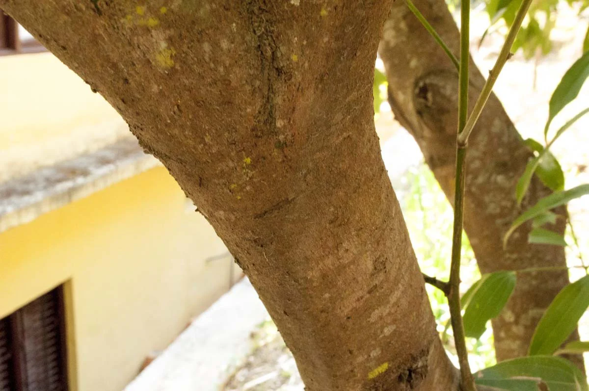 Cannelle cassia du Kerala – bio et sauvage - Image 6