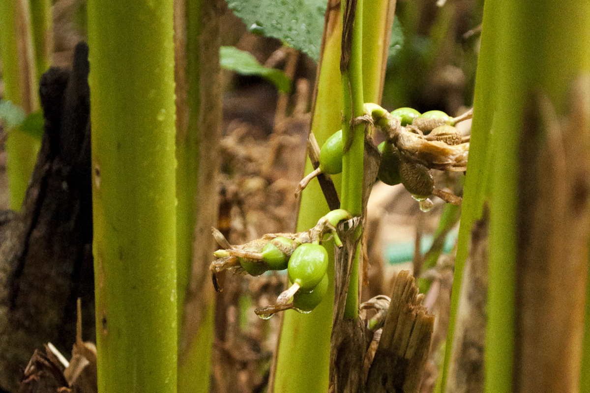 Cardamome verte du Kerala – bio et sauvage - Image 2