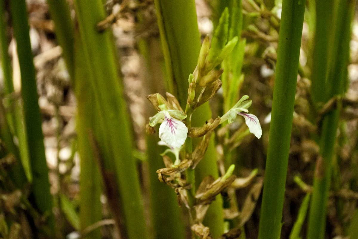 Cardamome verte du Kerala – bio et sauvage - Image 5