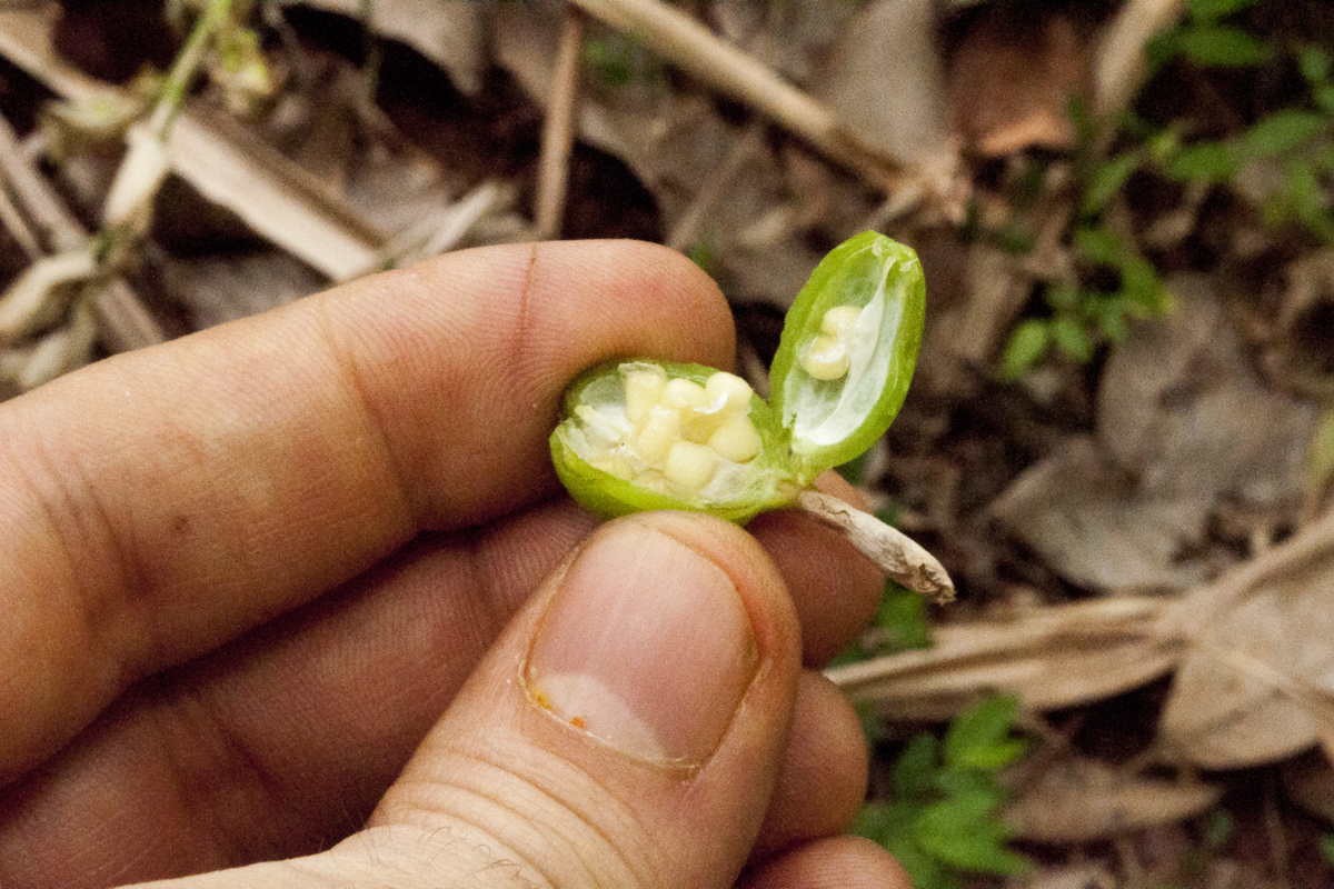 Cardamome verte du Kerala – bio et sauvage - Image 6