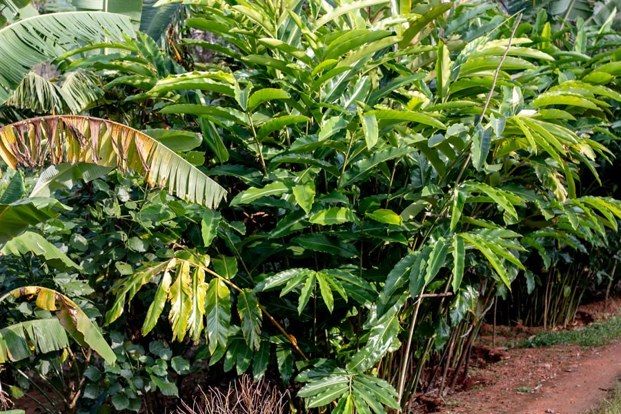 Cardamome verte du Kerala – bio et sauvage - Image 7