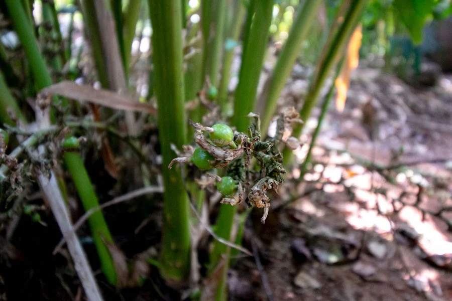 Cardamome verte du Kerala – bio et sauvage - Image 8