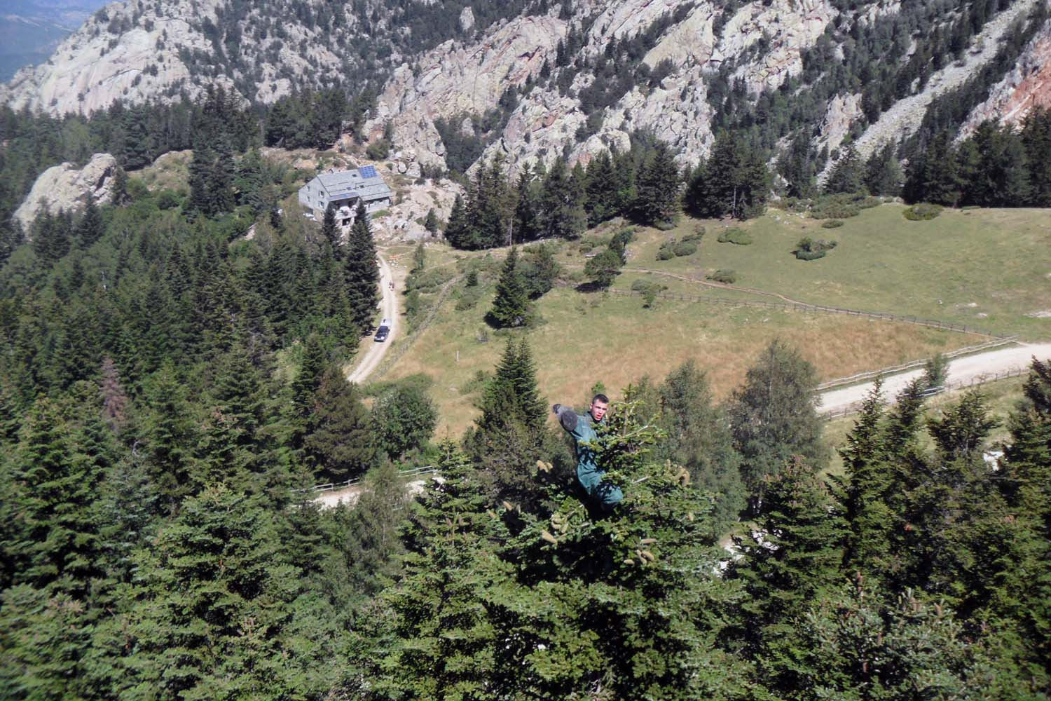 Cônes de sapin des Pyrénées (broyés) – bio et sauvages - Image 4