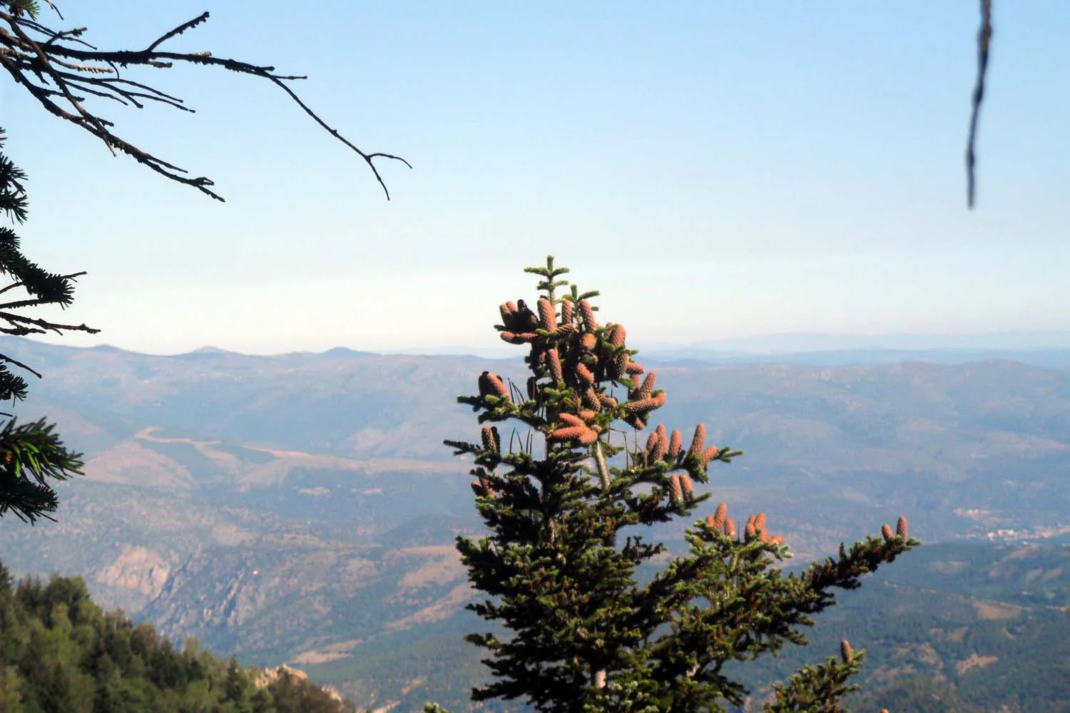 Cônes de sapin des Pyrénées (broyés) – bio et sauvages - Image 5