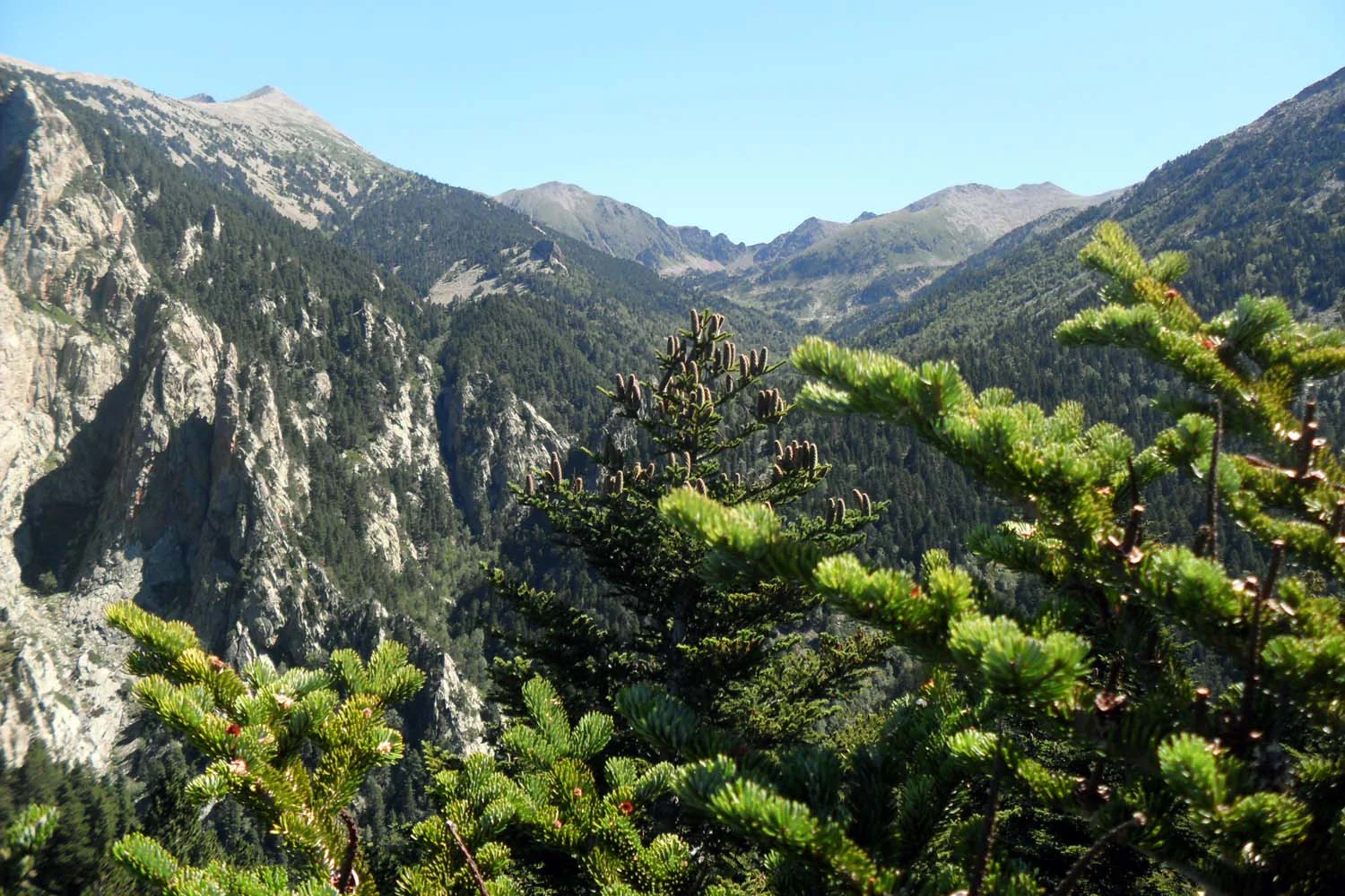 Cônes de sapin des Pyrénées (broyés) – bio et sauvages - Image 6