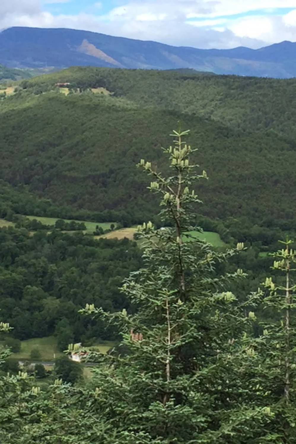 Cônes de sapin des Pyrénées (broyés) – bio et sauvages - Image 7