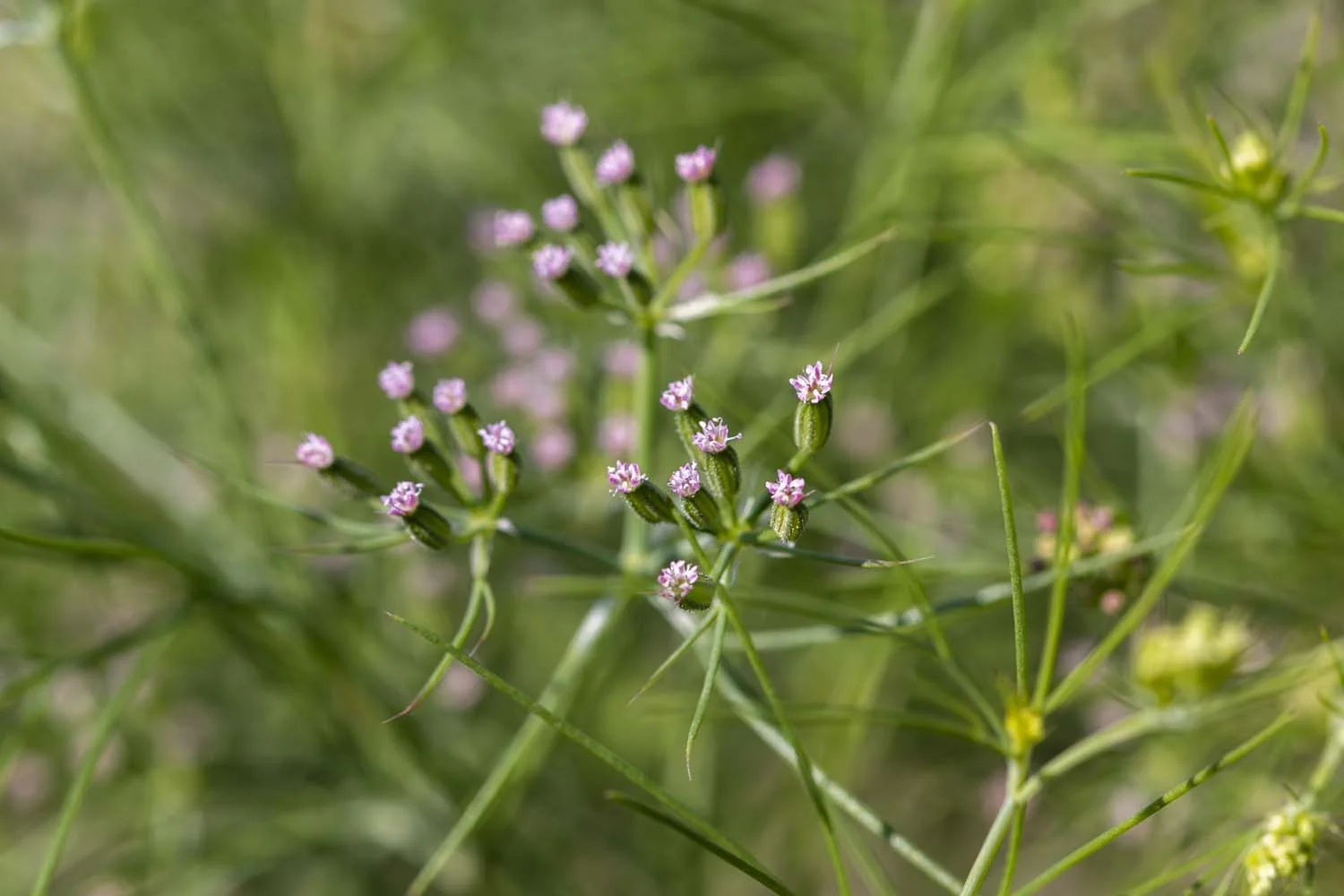 Cumin du Rajasthan - bio - Image 3