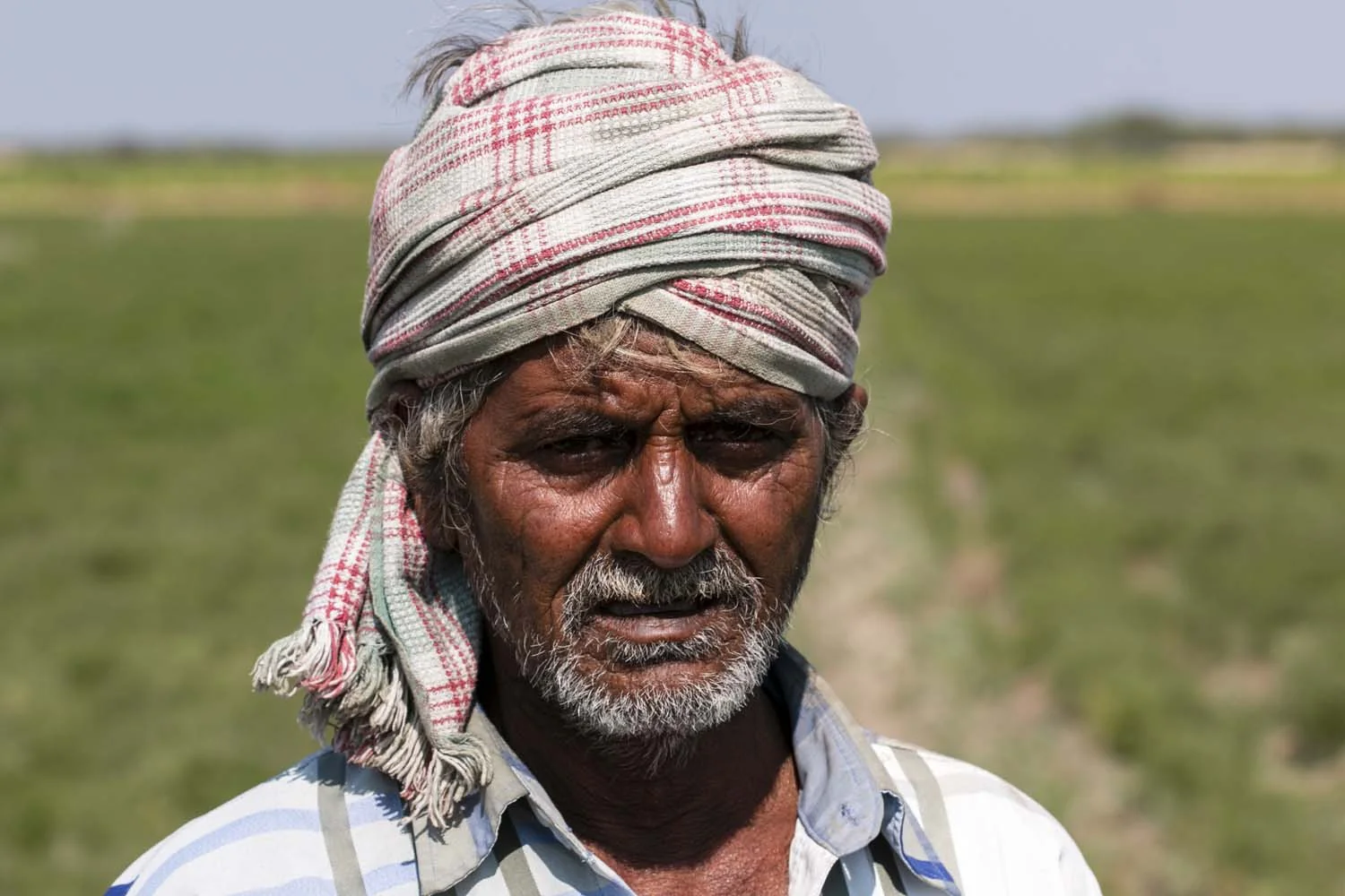 Cumin du Rajasthan - bio - Image 4