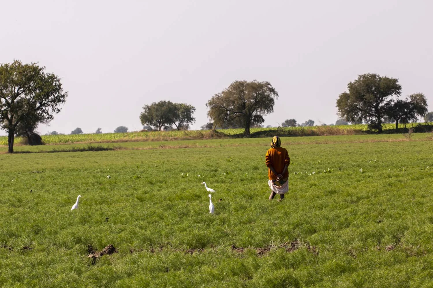 Cumin du Rajasthan - bio - Image 5