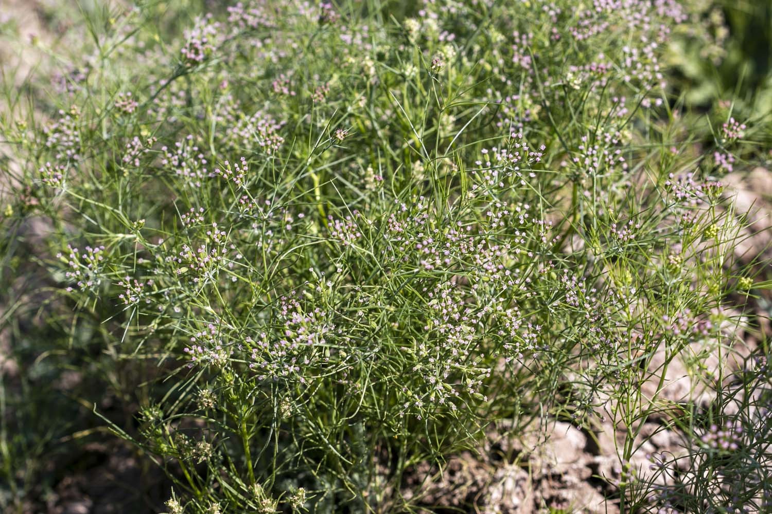 Cumin du Rajasthan - bio - Image 6