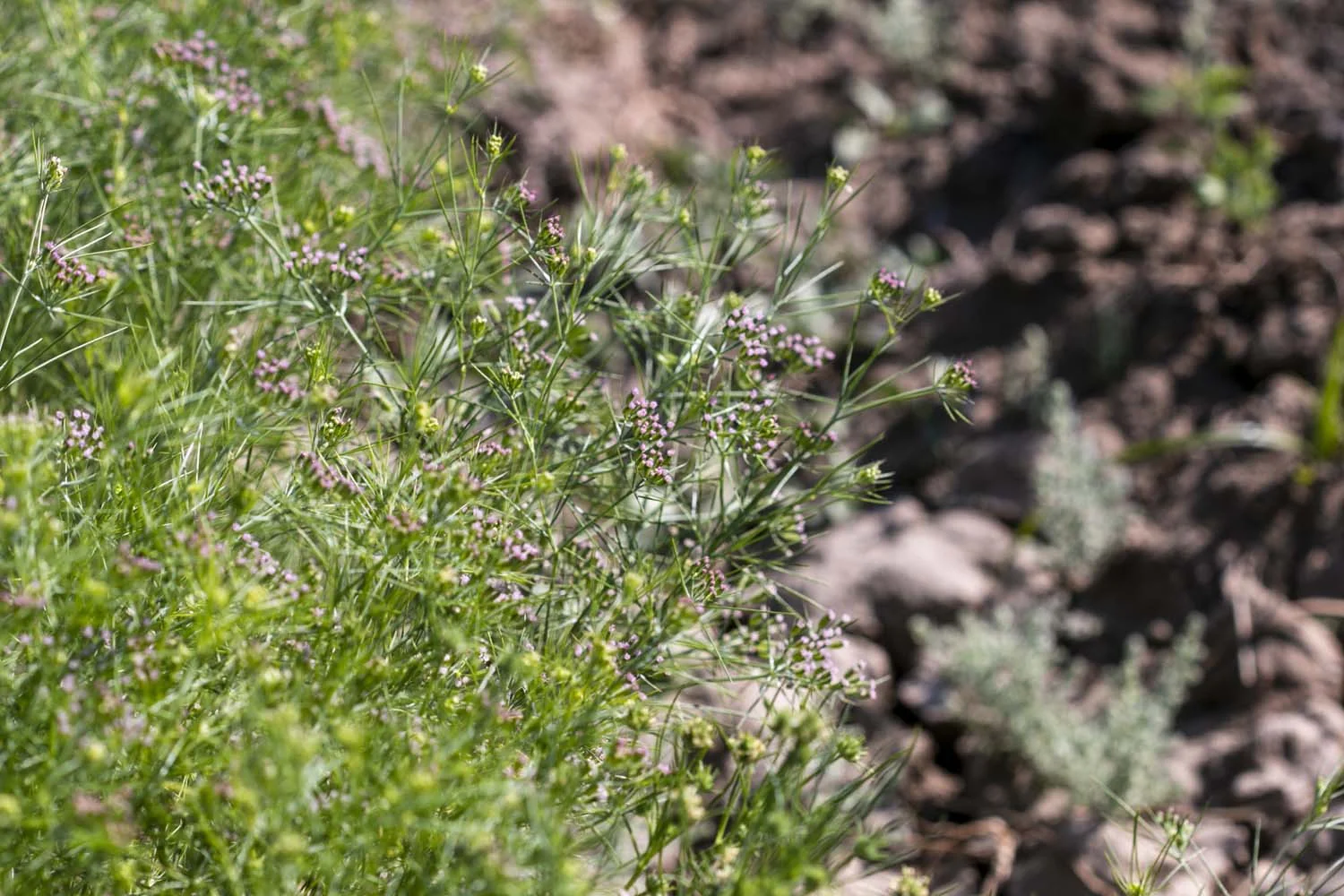 Cumin du Rajasthan - bio - Image 7