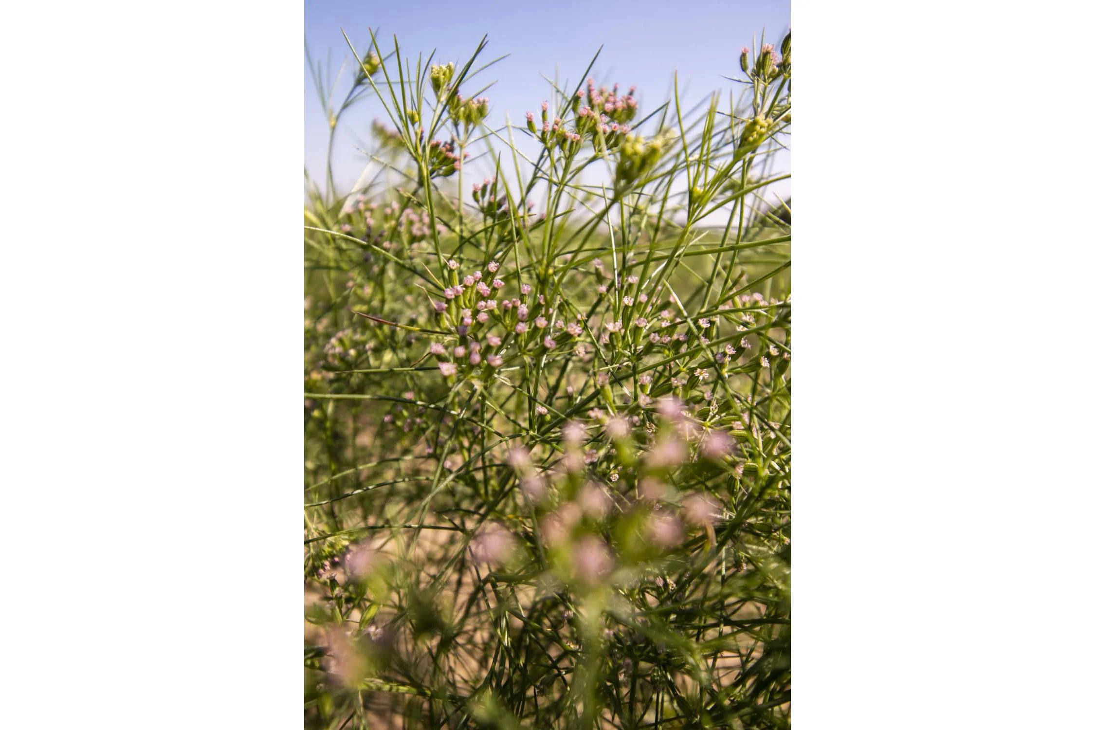 Cumin du Rajasthan - bio - Image 8