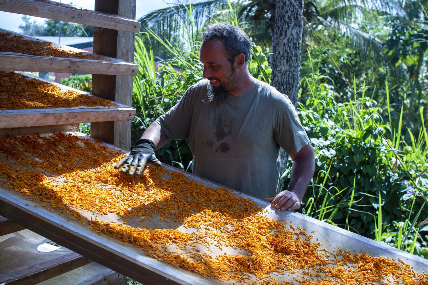 Curcuma de Guadeloupe - bio - Image 2