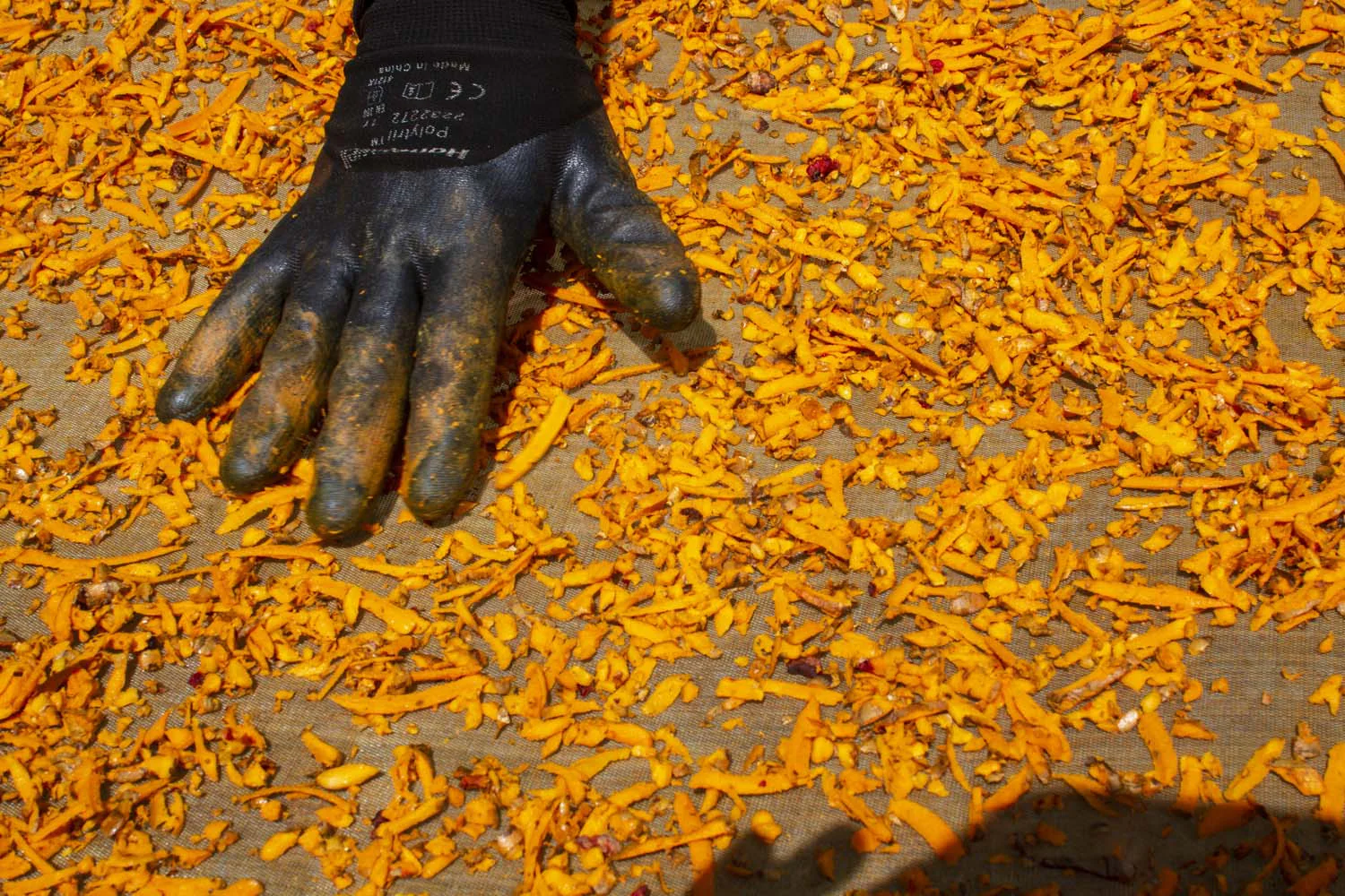 Curcuma de Guadeloupe - bio - Image 4