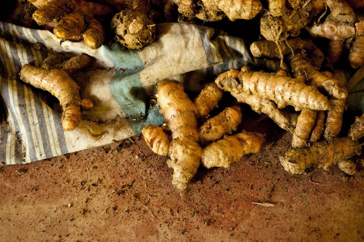 Curcuma de Java - bio - Image 5