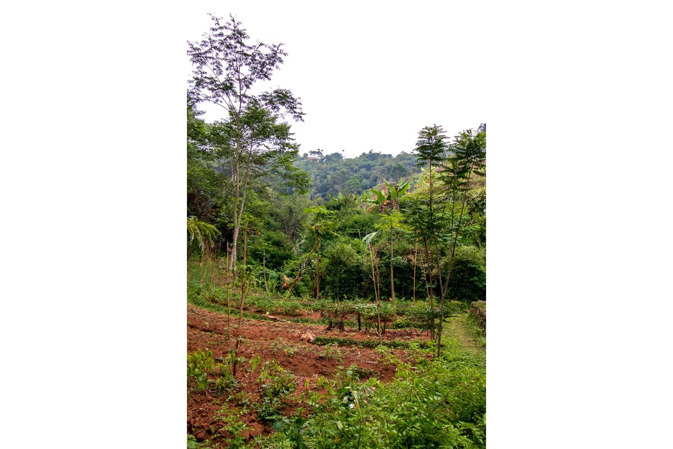 Curcuma de Java - bio - Image 8