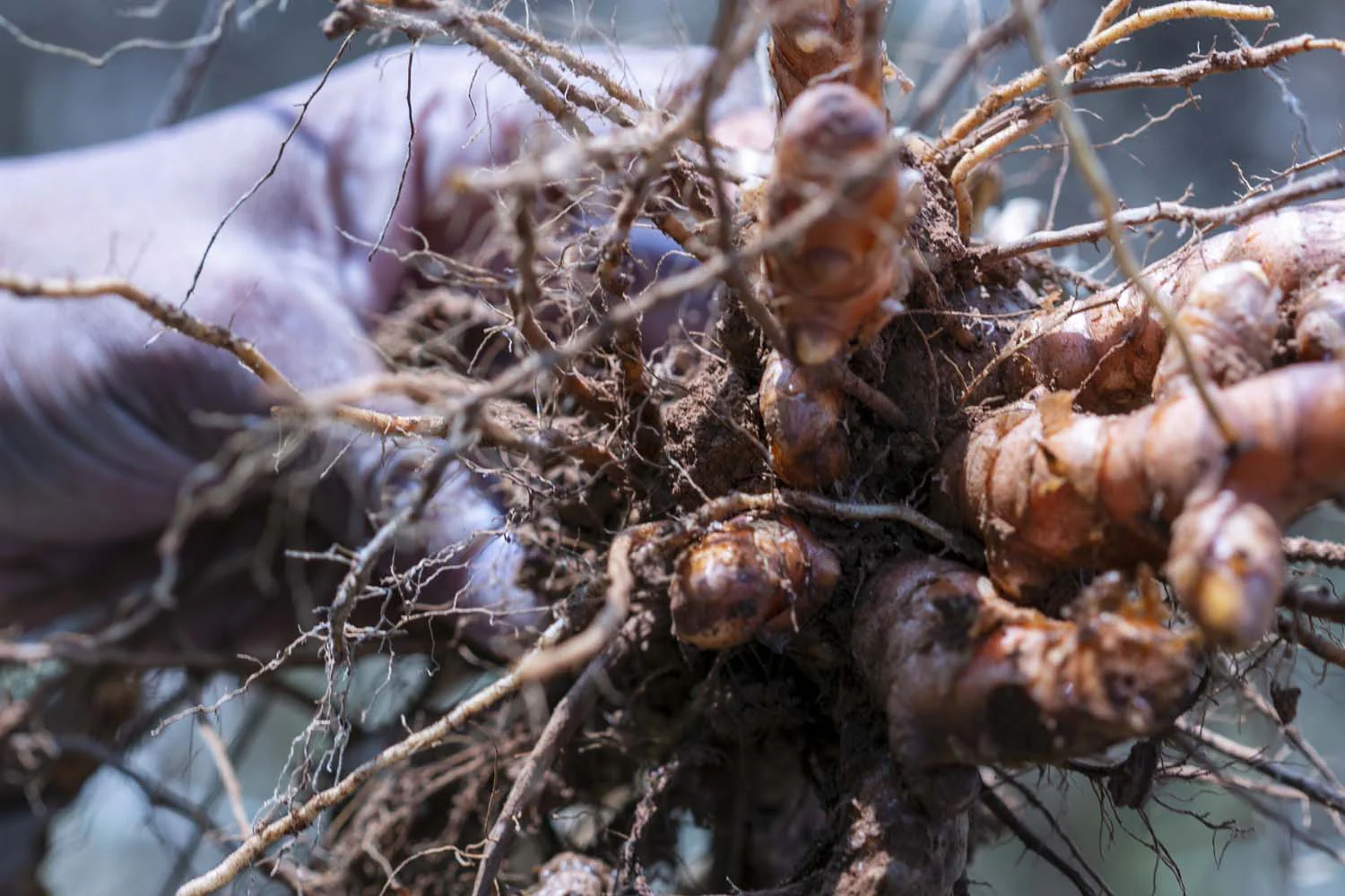Curcuma du Kerala – bio - Image 5