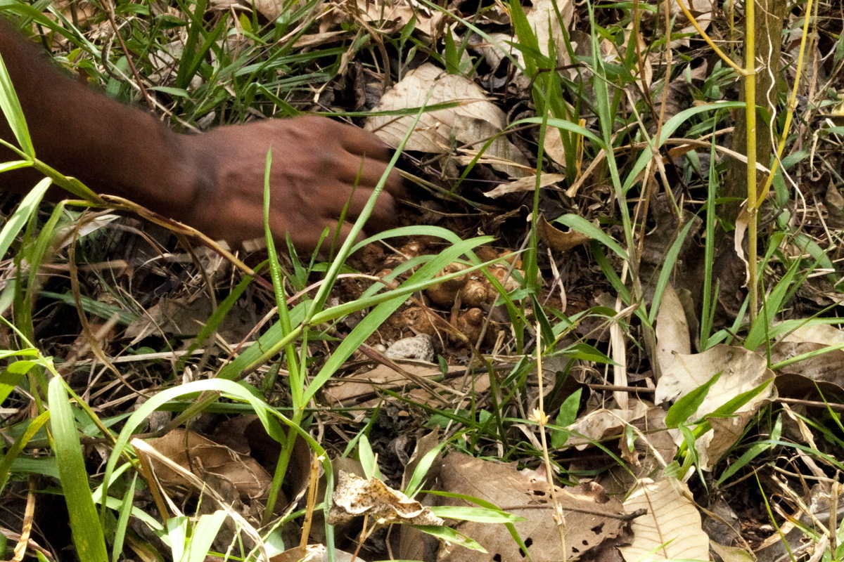 Curcuma du Kerala – bio - Image 7