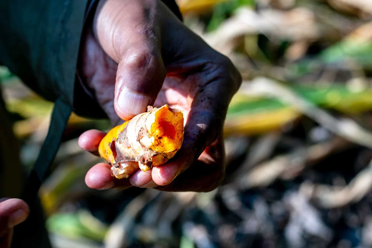 Curcuma du Kerala – bio - Image 8