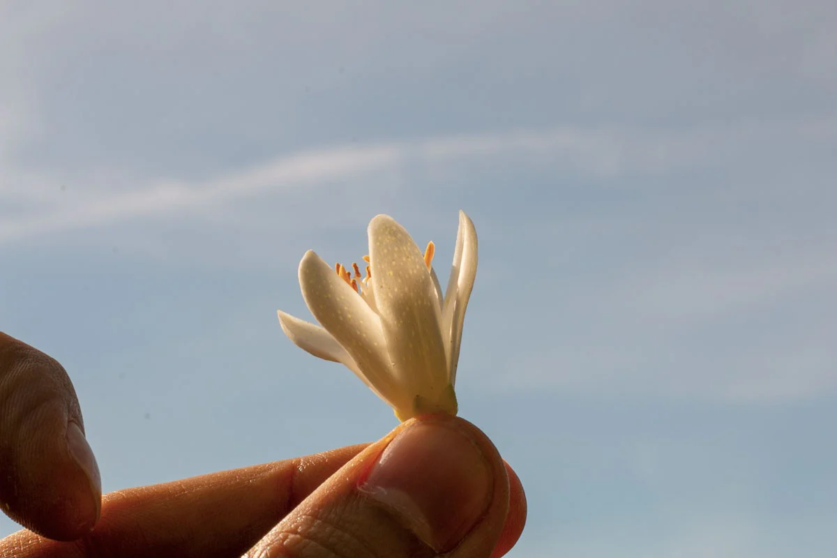 Eau de fleur d’oranger de Ligurie - Image 3