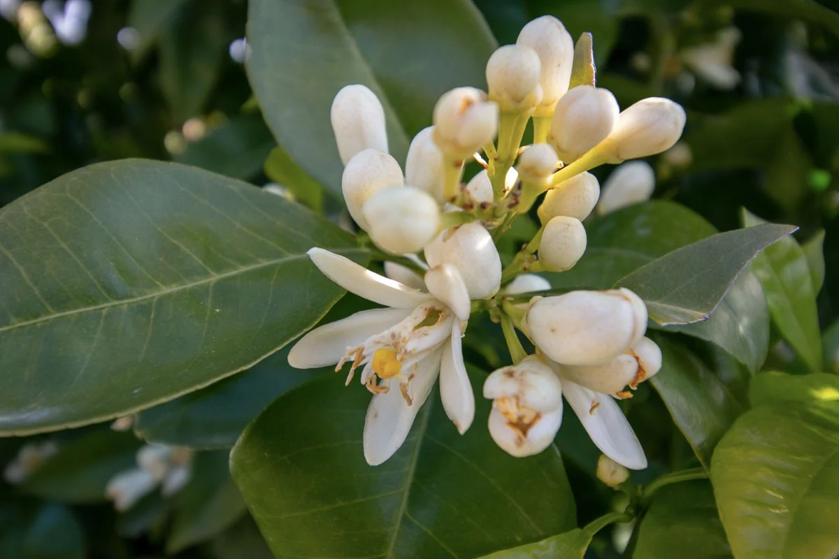 Eau de fleur d’oranger de Ligurie - Image 4