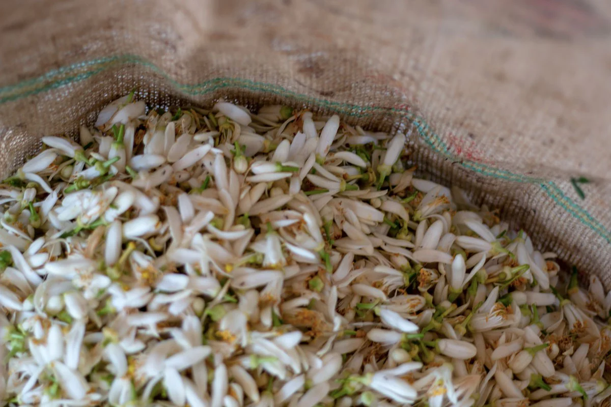 Eau de fleur d’oranger de Ligurie - Image 8