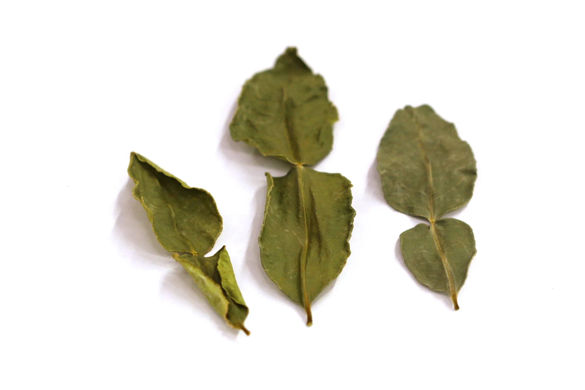 Feuilles de kaffir de Java - bio