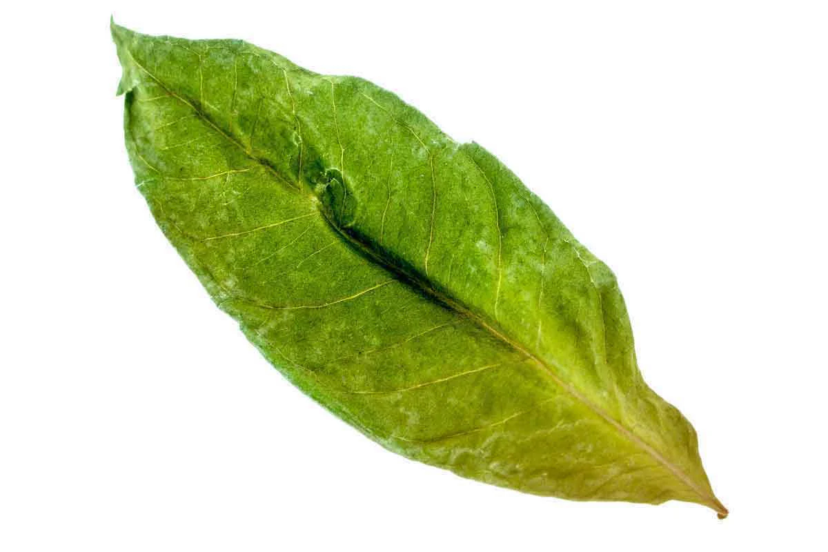Feuilles de Salam (laurier indonésien) – sauvage - Image 5