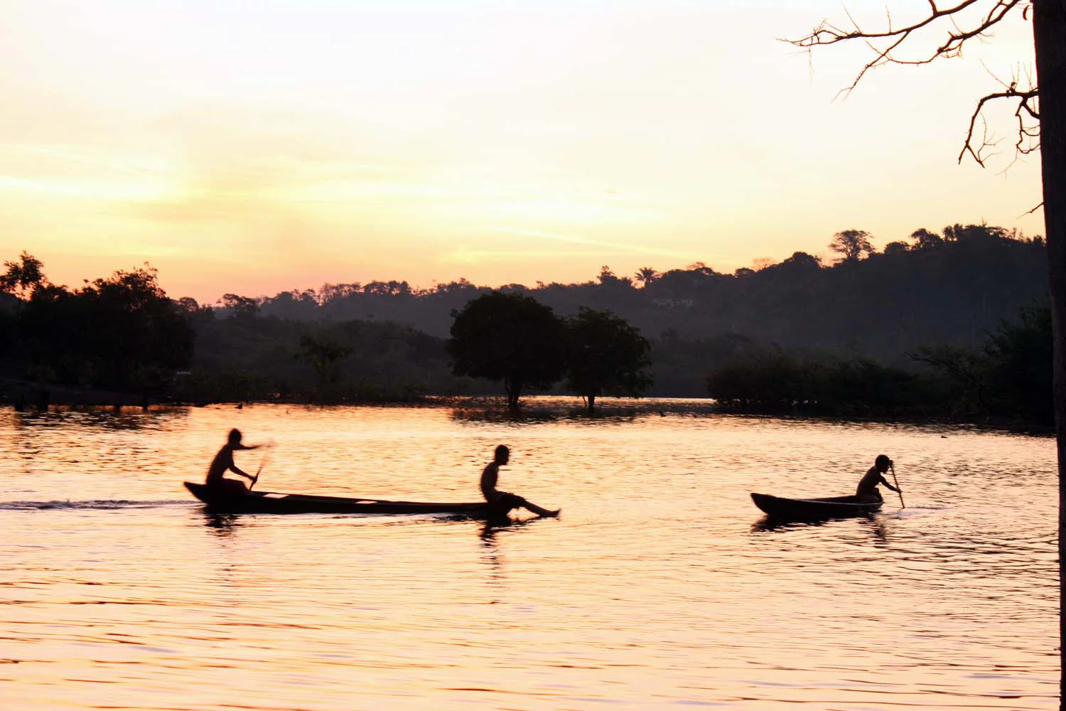 Fève tonka d'Amazonie – sauvage - Image 5