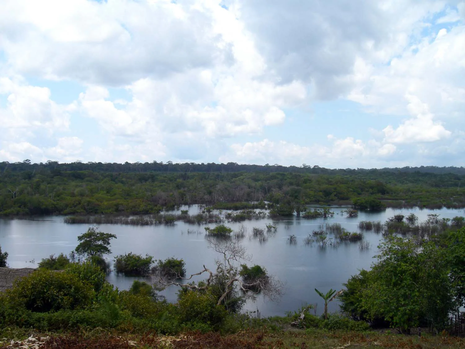 Fève tonka d'Amazonie – sauvage - Image 6