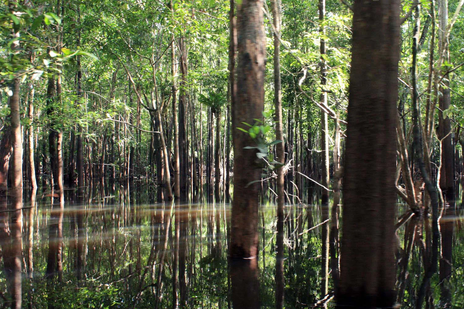 Fève tonka d'Amazonie – sauvage - Image 7