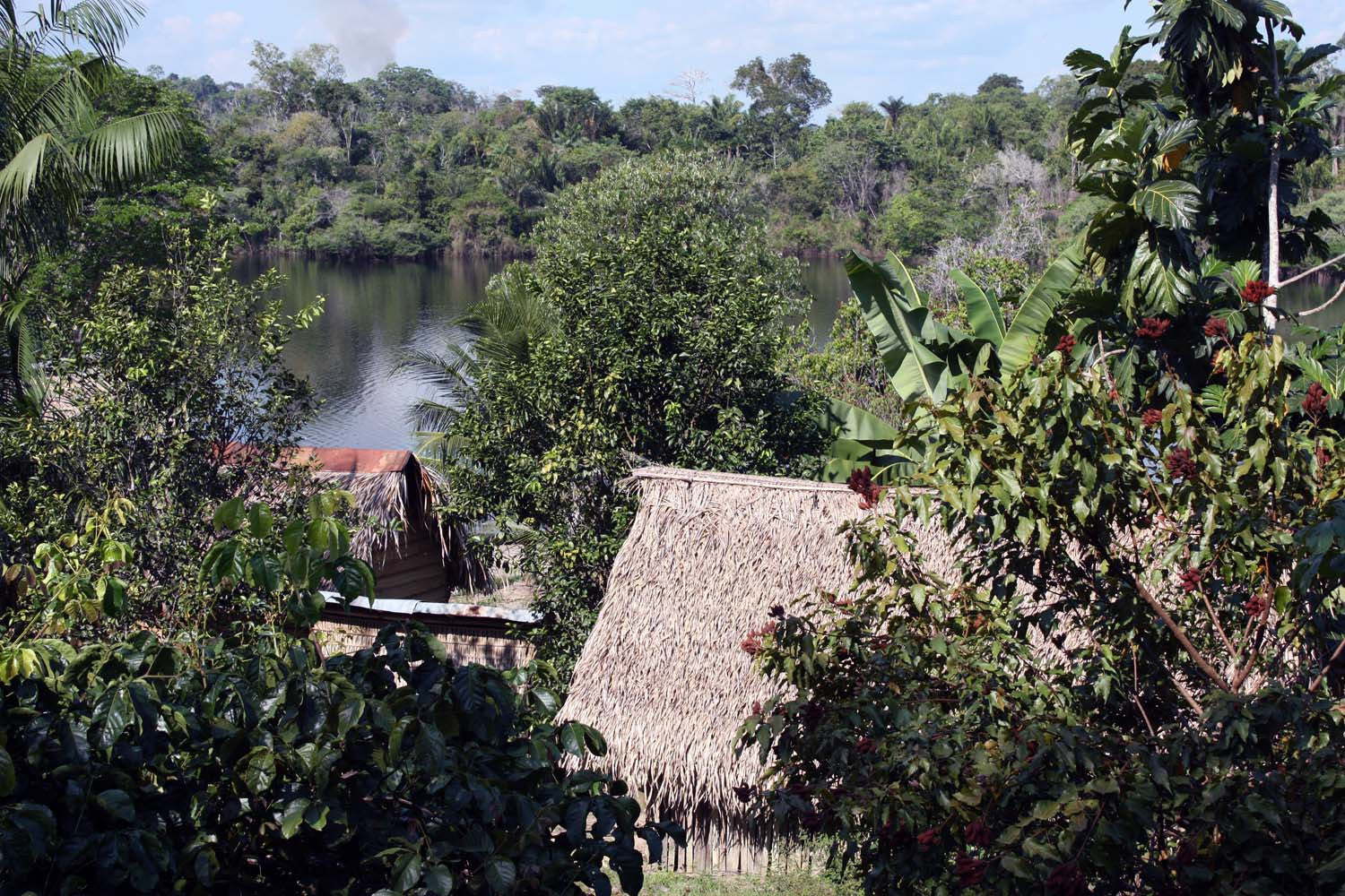 Fève tonka d'Amazonie – sauvage - Image 8