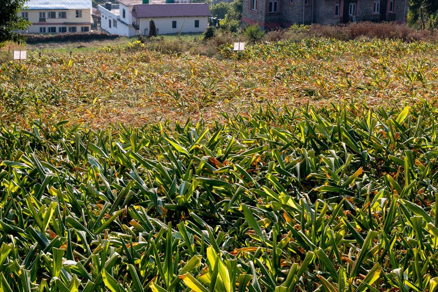 Gingembre du Népal - bio - Image 4