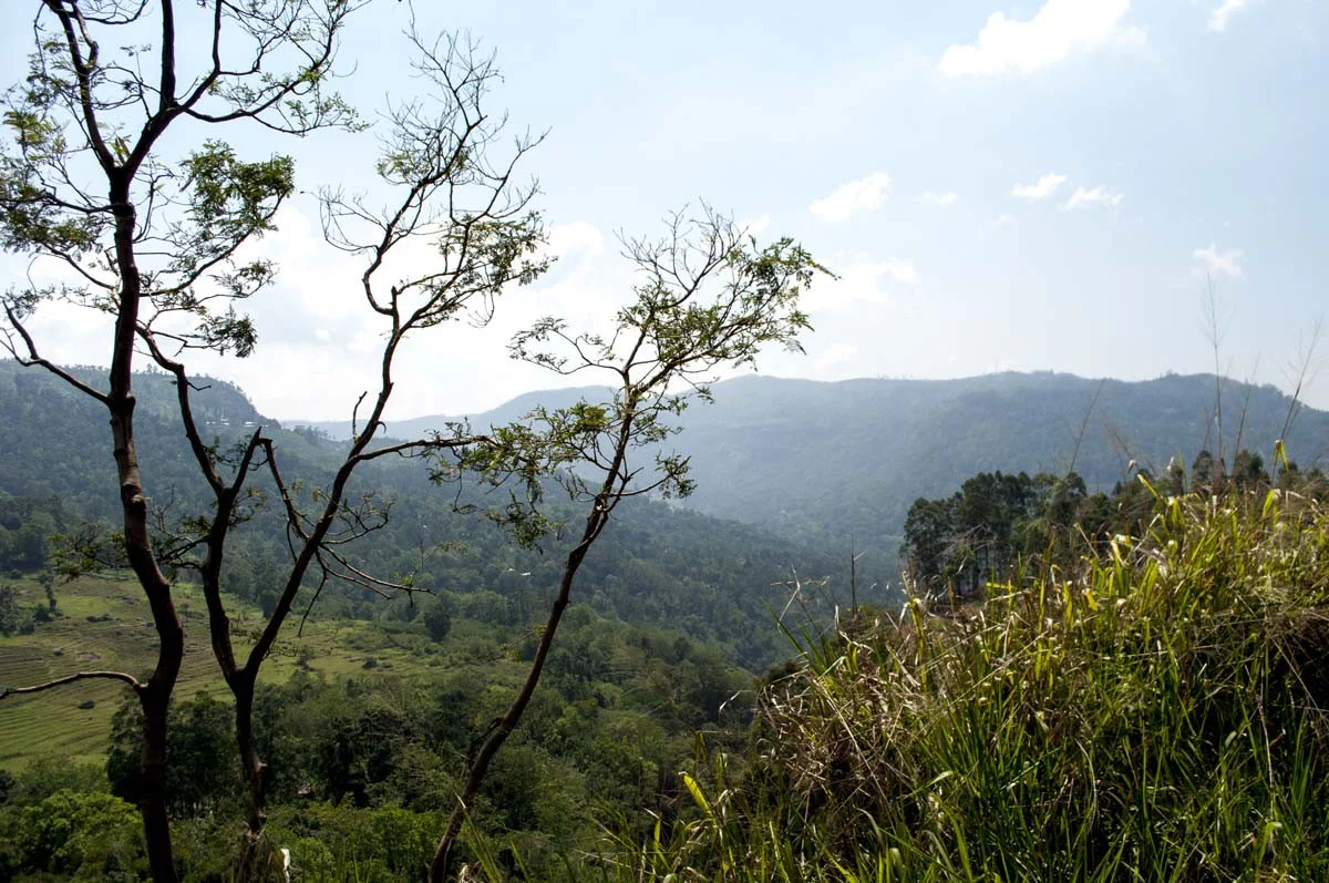 Girofle du Sri Lanka – bio et sauvage - Image 5