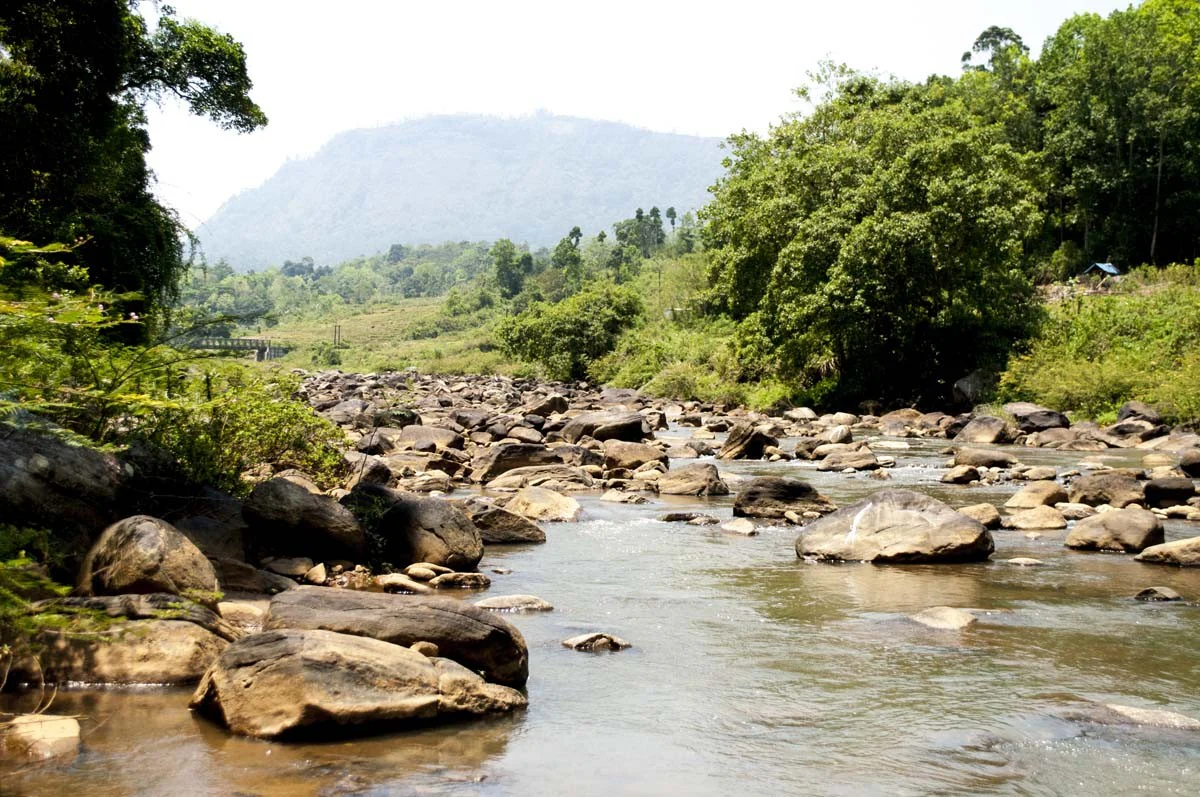 Girofle du Sri Lanka – bio et sauvage - Image 7