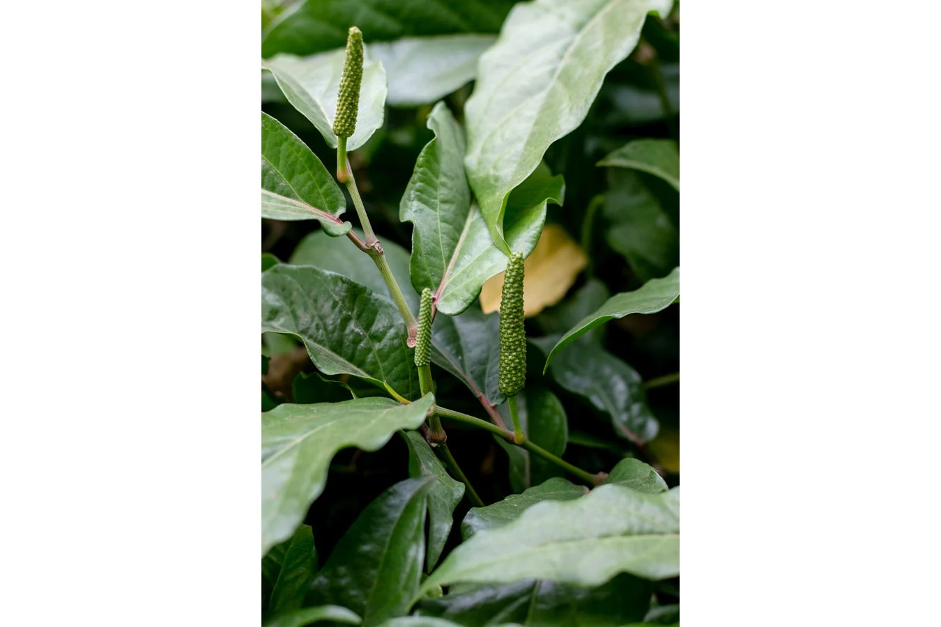 Grand poivre long d’Assam – bio et sauvage - Image 4