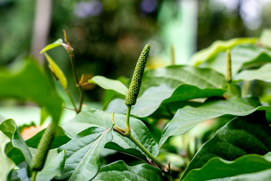 Grand poivre long d’Assam – bio et sauvage - Image 5