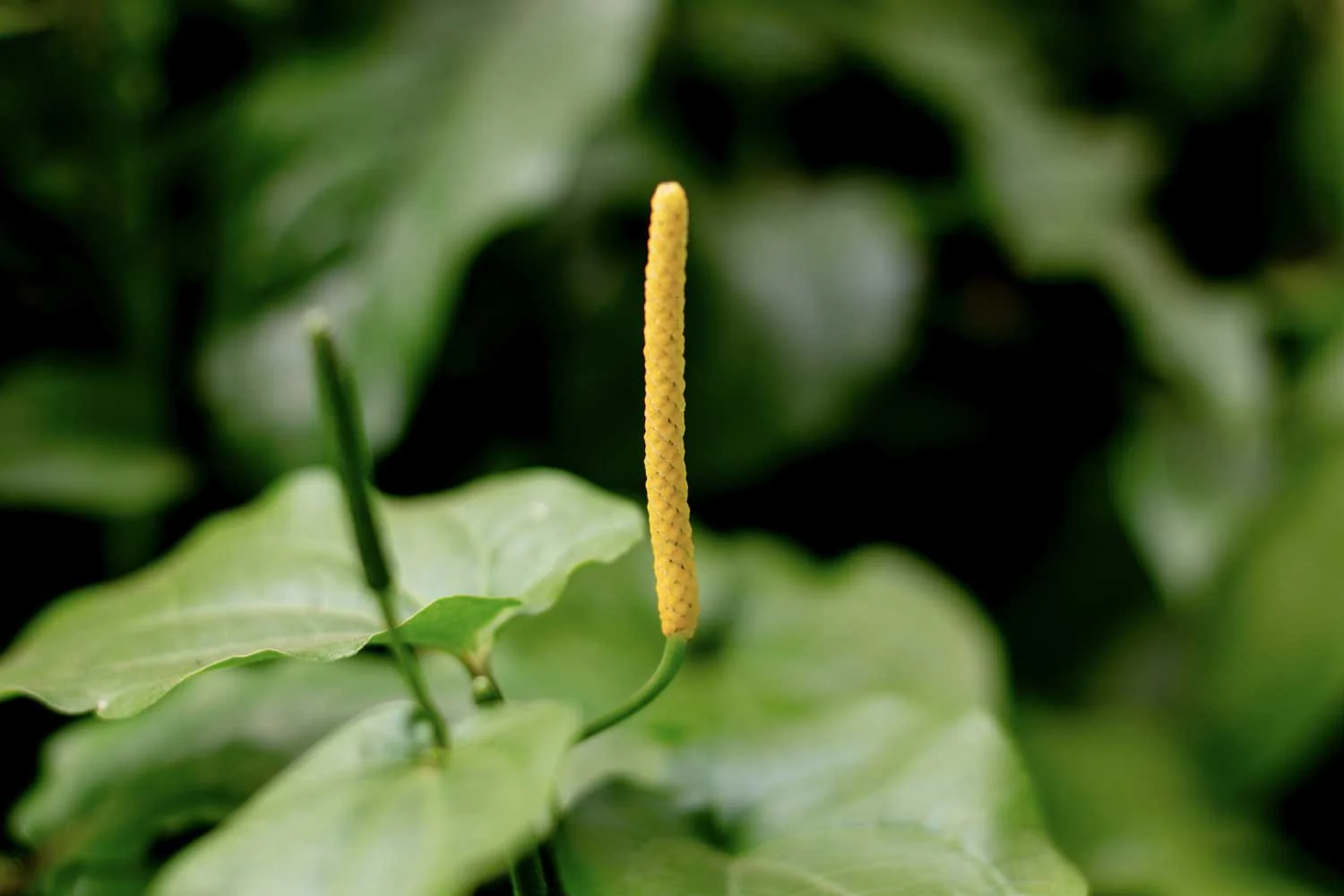 Grand poivre long d’Assam – bio et sauvage - Image 7