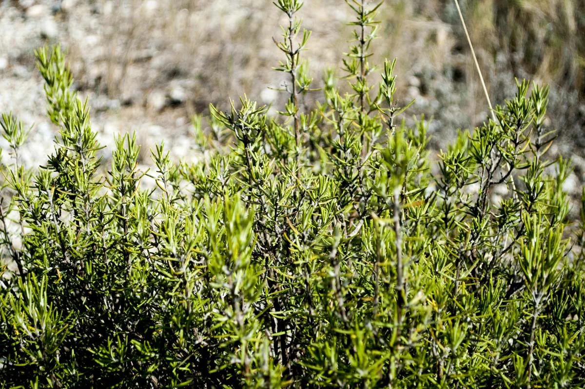 Herbes de Provence du Languedoc - bio et sauvage - Image 5