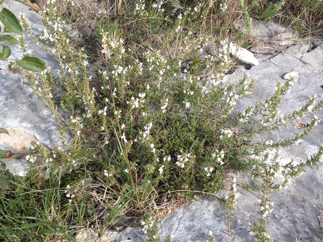 Herbes de Provence du Languedoc - bio et sauvage - Image 7