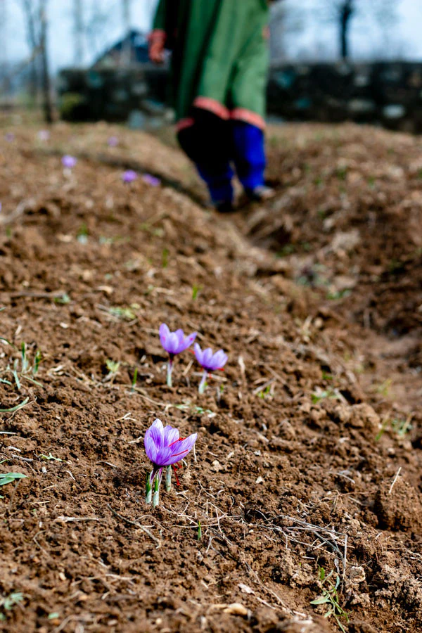 Kashmiri Kahwa - bio - Image 3