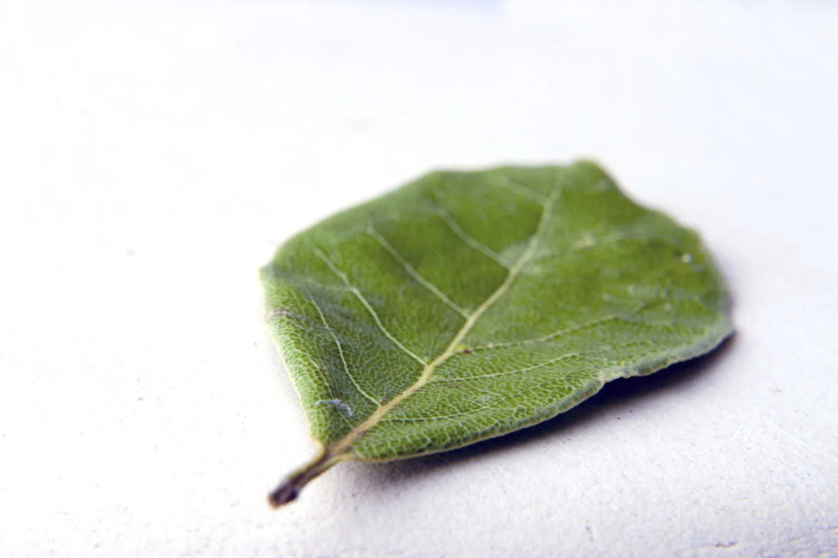 Laurier du Languedoc – bio et sauvage - Image 4